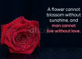 Romantic love quotes-a flower cannot
